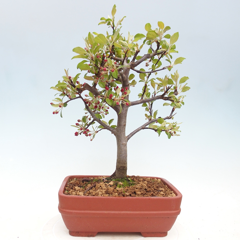 Outdoor-Bonsai -Malus domestica - Kleinfrüchtiger rotblättriger Apfelbaum