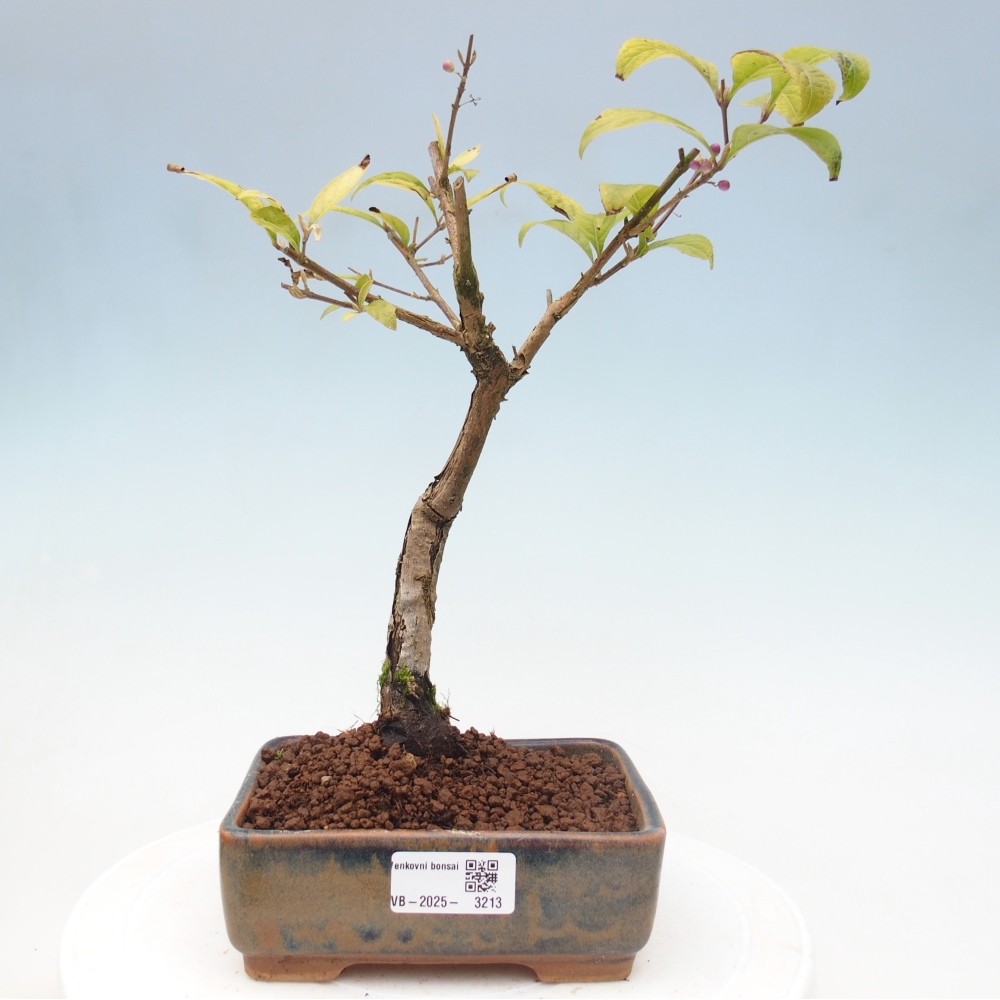 Bonsai im Freien - wunderschöne Pflanze - Callicarpa japonica