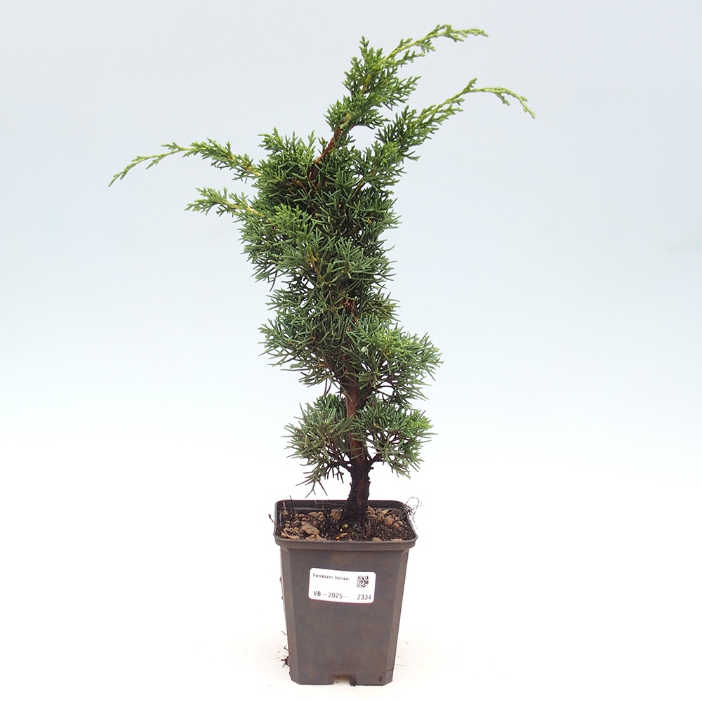 Outdoor-Bonsai - Juniperus chinensis Kishu - Chinesischer Wacholder