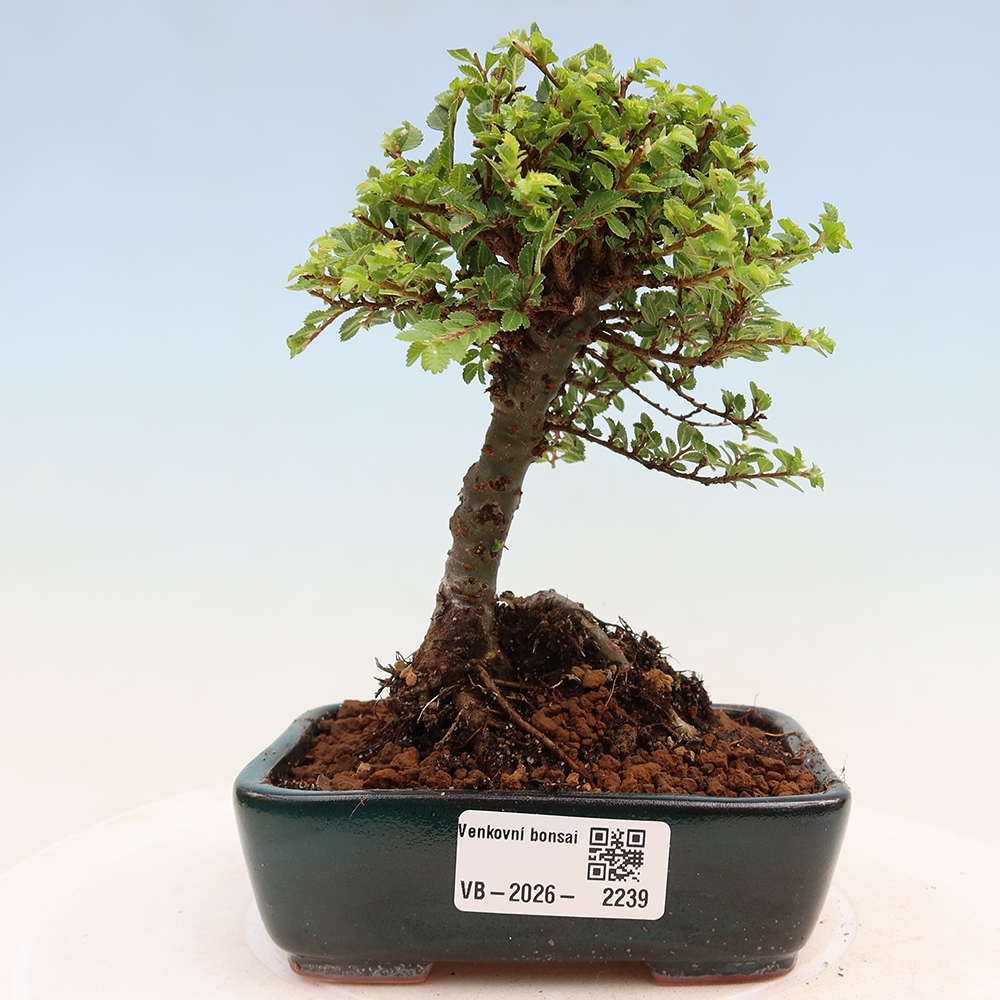 Bonsai im Freien - Ulmus parvifolia Sagei - Kleinblättrige Ulme