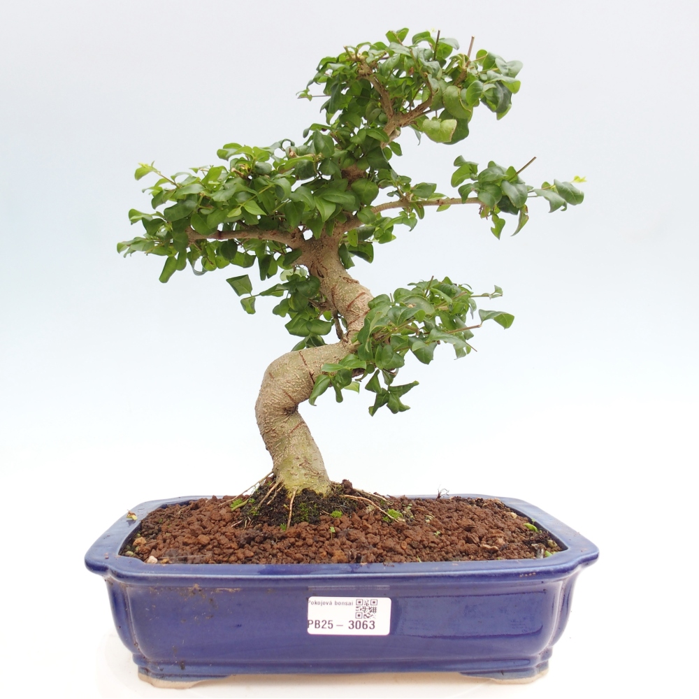 Zimmerbonsai - Ligustrum chinensis - Vogelperspektive
