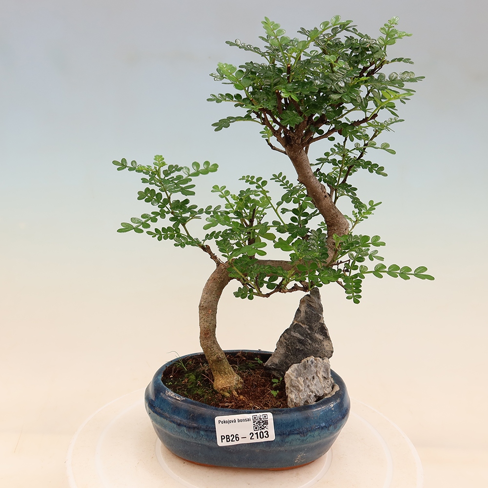 Zimmer Bonsai - Zantoxylum piperitum - Pfefferbaum