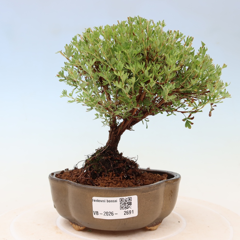 Bonsai für den Außenbereich – Strauch-Fingerkraut – Potentilla fruticosa „Goldkissen“