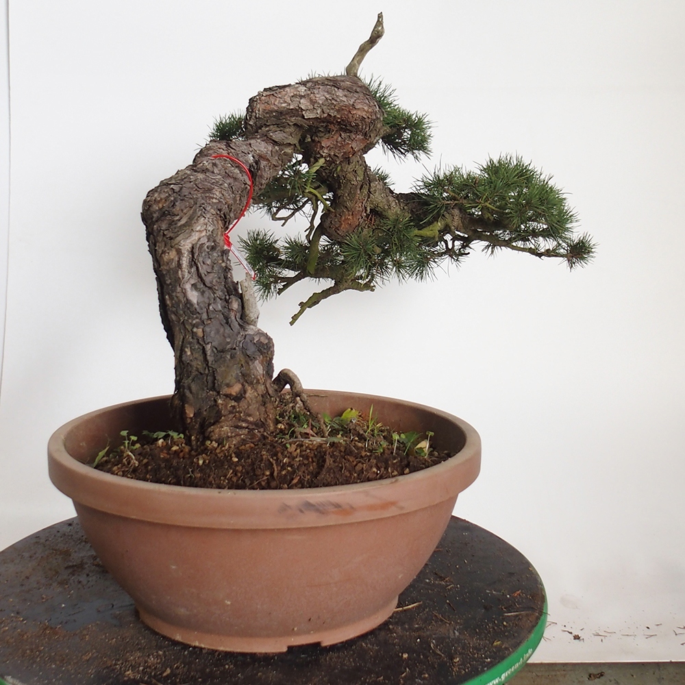 Yamadori - Pinus sylvestris Spanien