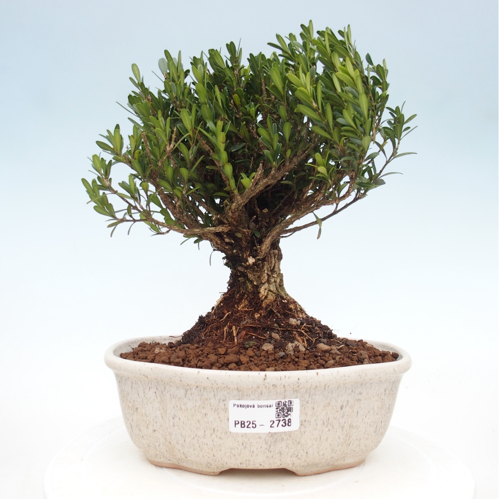 Innenbonsai - Buxus harlandii - Korkbuchsbaum