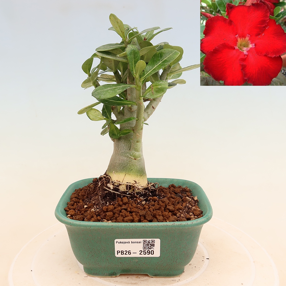 Zimmerbonsai – Adenium obesum „Red Star“ – Wüstenrose