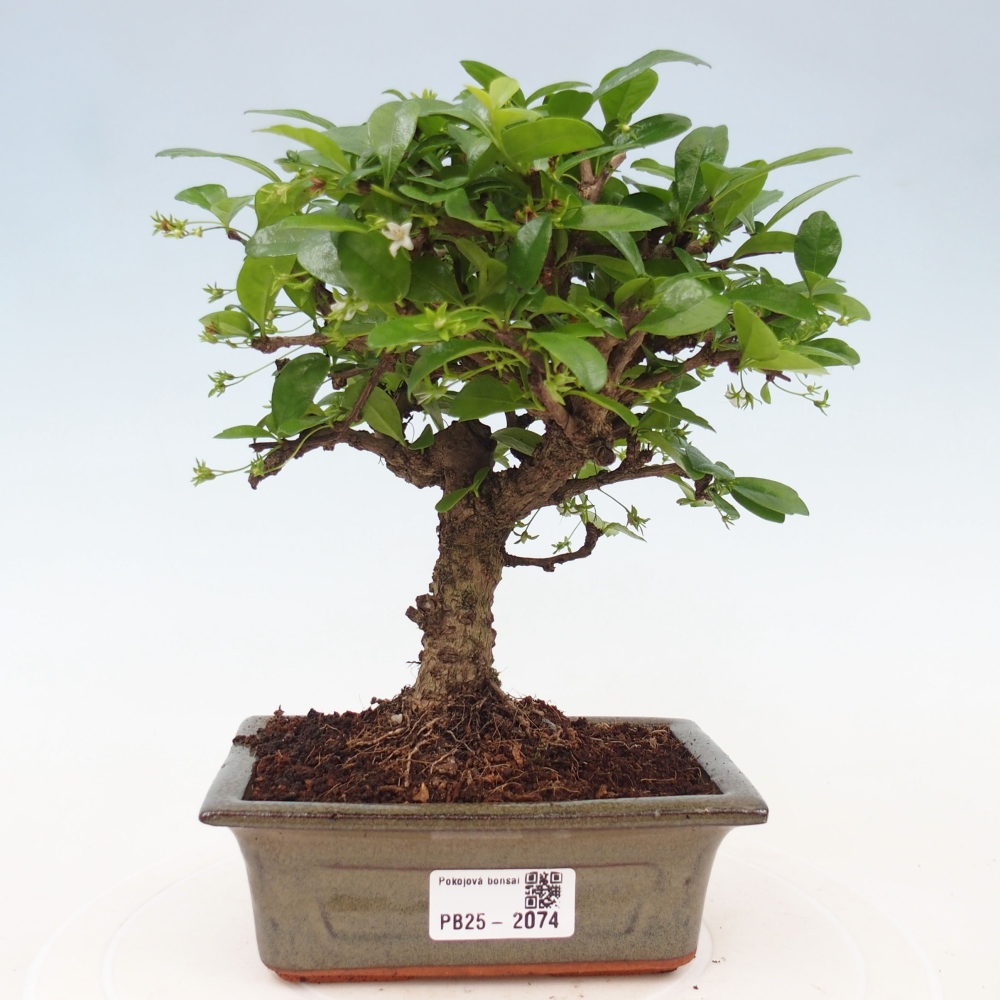 Zimmerbonsai - Carmona Macrophylla - Fuki-Tee
