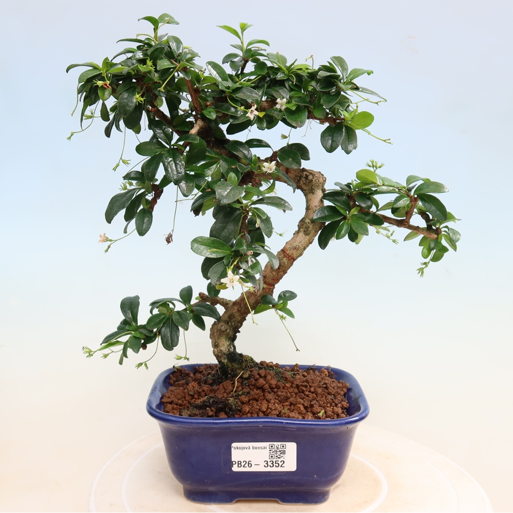 Zimmer-Bonsai - Carmona macrophylla - Tee-Fuki