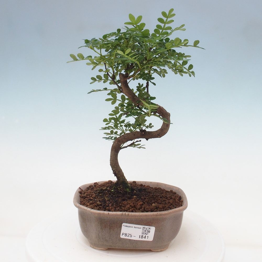 Indoor-Bonsai - Zantoxylum piperitum - Pfefferminze