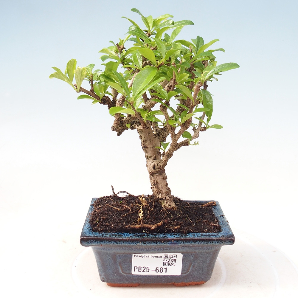 Zimmerbonsai - Carmona Macrophylla - Fuki-Tee