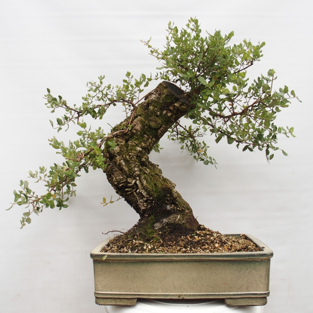 Outdoor-Bonsai Quercus suber - Kork-Eiche