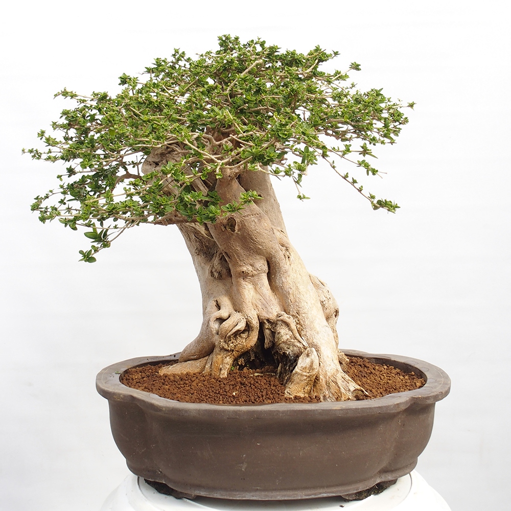 Zimmerbonsai - Premna serratifolia - Kozlovon kleinblättrig