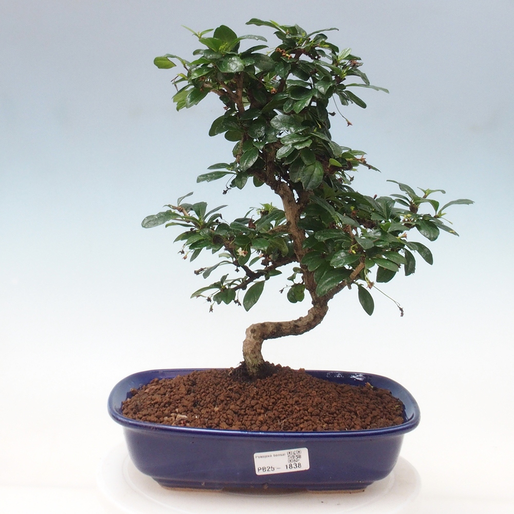 Zimmer Bonsai - Carmona macrophylla - Tea Fuki