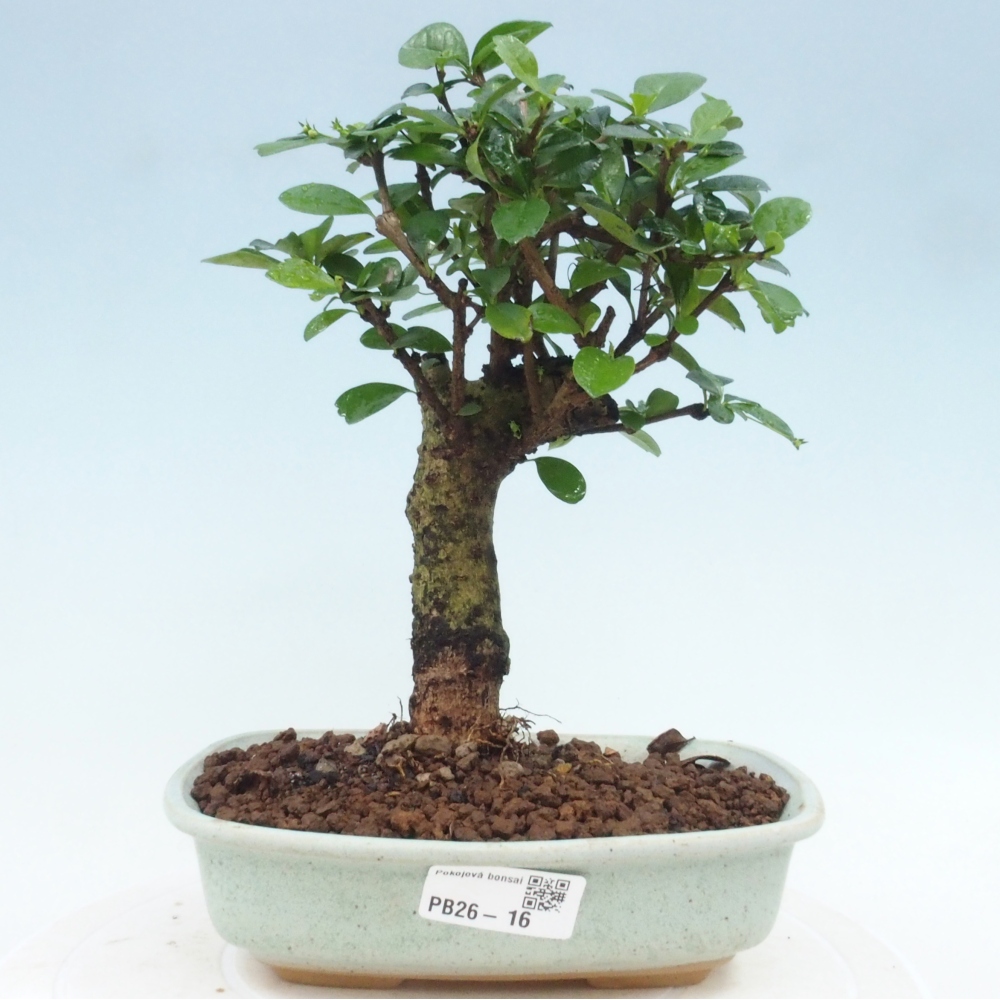 Zimmer-Bonsai - Carmona macrophylla - Tee-Fuki