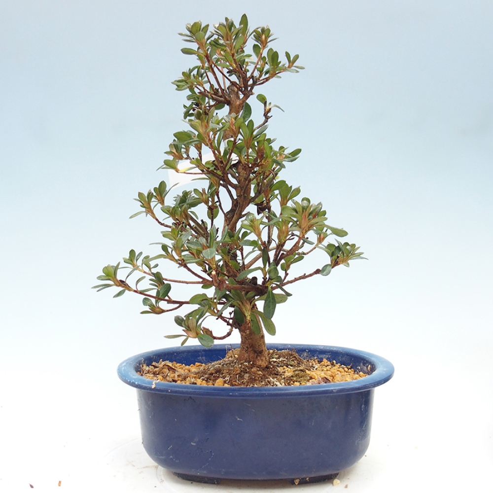 Bonsai für draußen - Japanische Azalee - Azalea Kobai