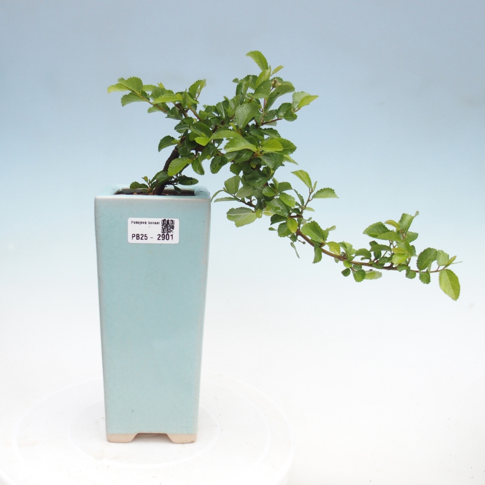 Zimmerbonsai - Grewia occidentalis - Lavendelstern