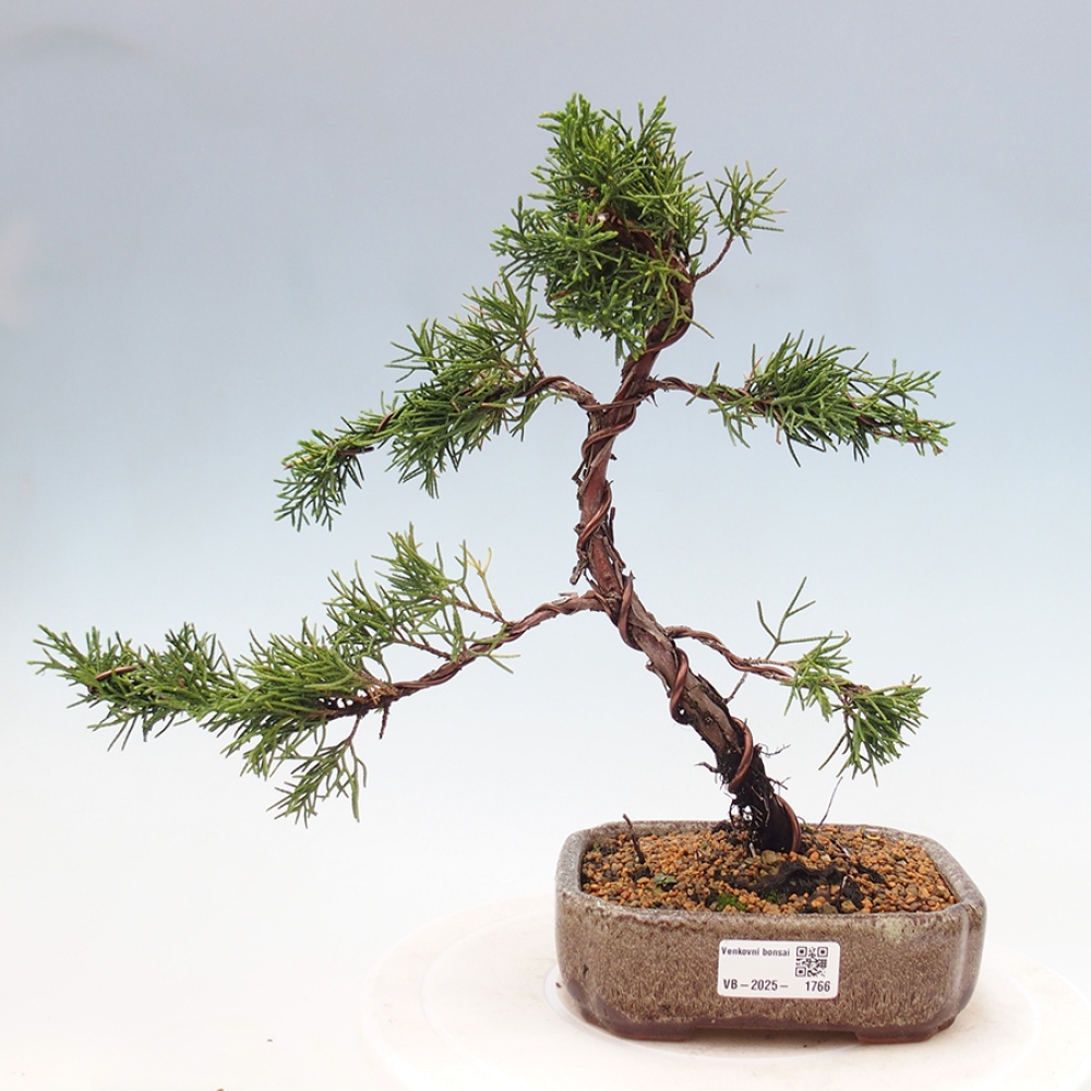 Bonsai im Freien - Juniperus chinensis Kishu - Chinesischer Wacholder