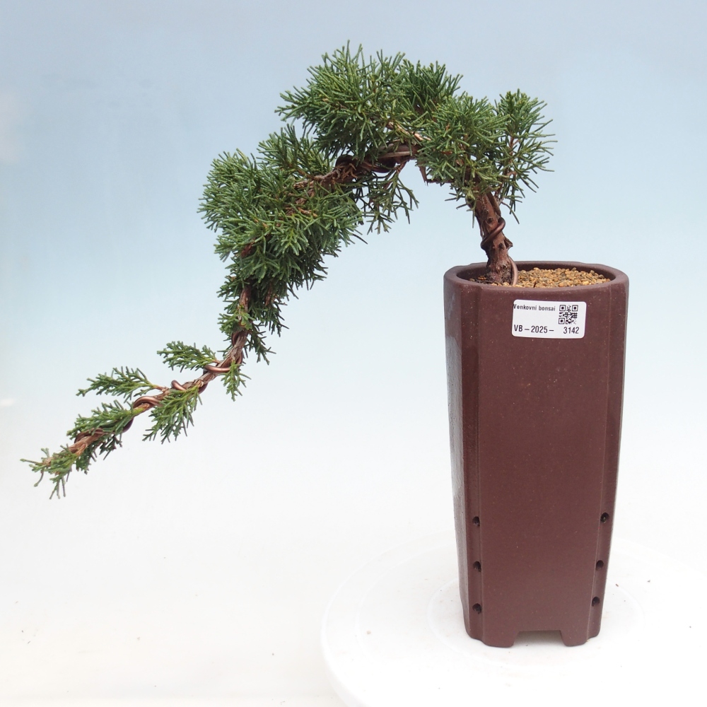 Bonsai im Freien - Juniperus chinensis Kishu - Chinesischer Wacholder