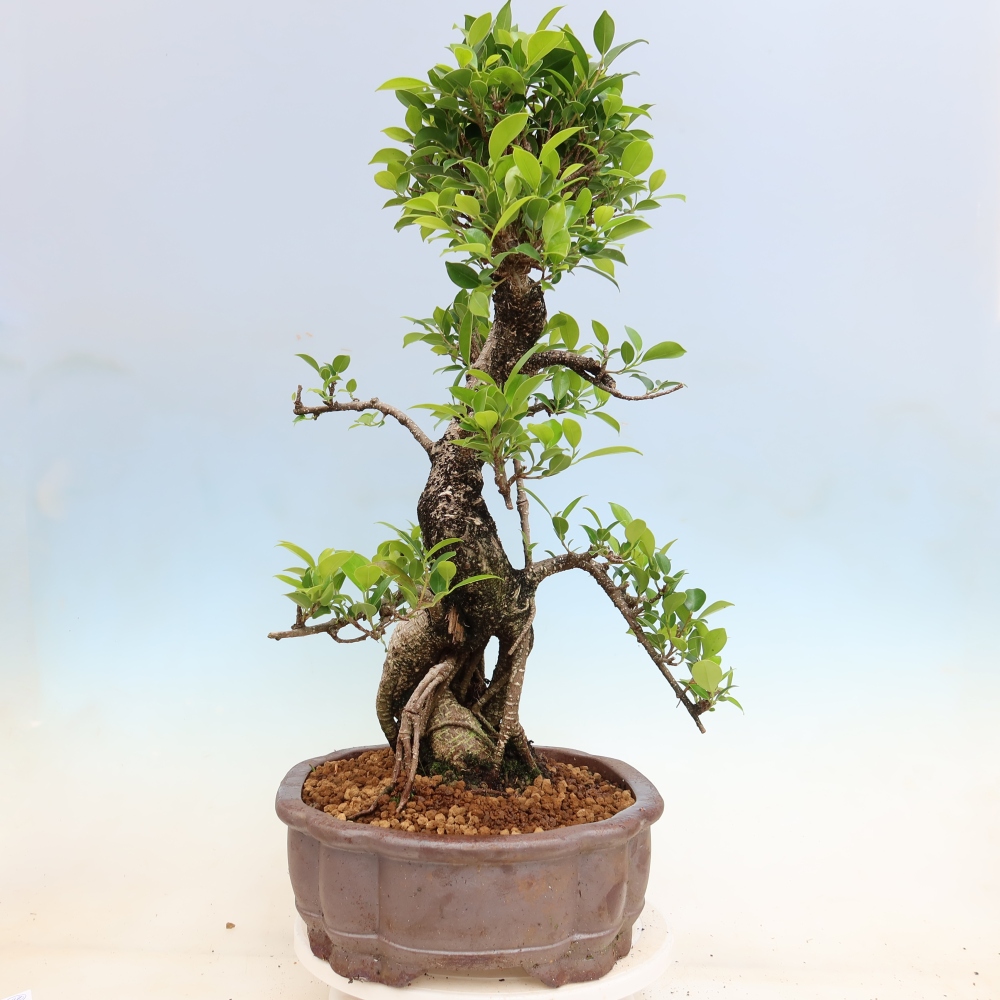 Zimmerbonsai - Ficus kimmen - Kleinblättriger Ficus