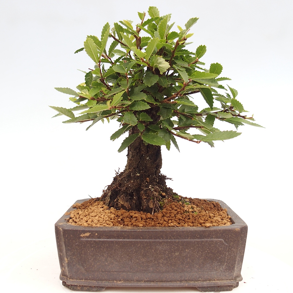 Bonsai im Freien - Zelkova - Zelkova NIRE