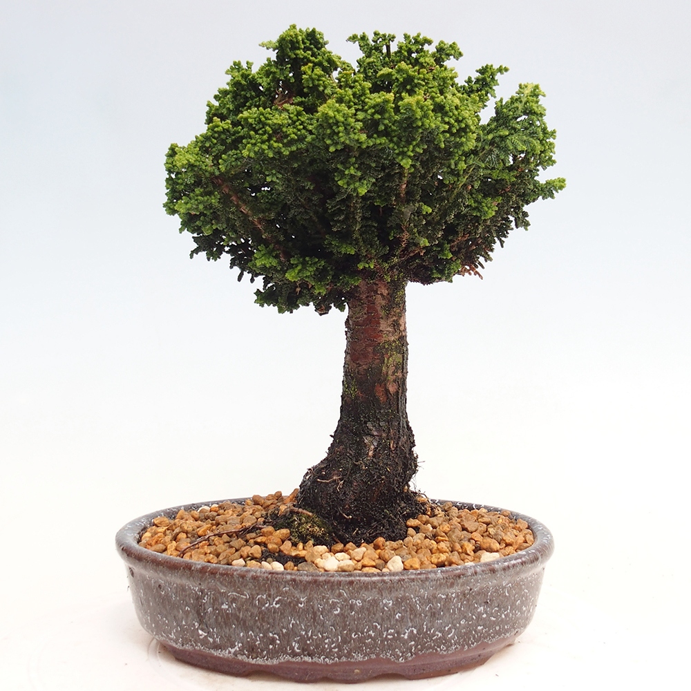 Bonsai im Freien - Cham. obtusa SEKKA HINOKI - Zypresse