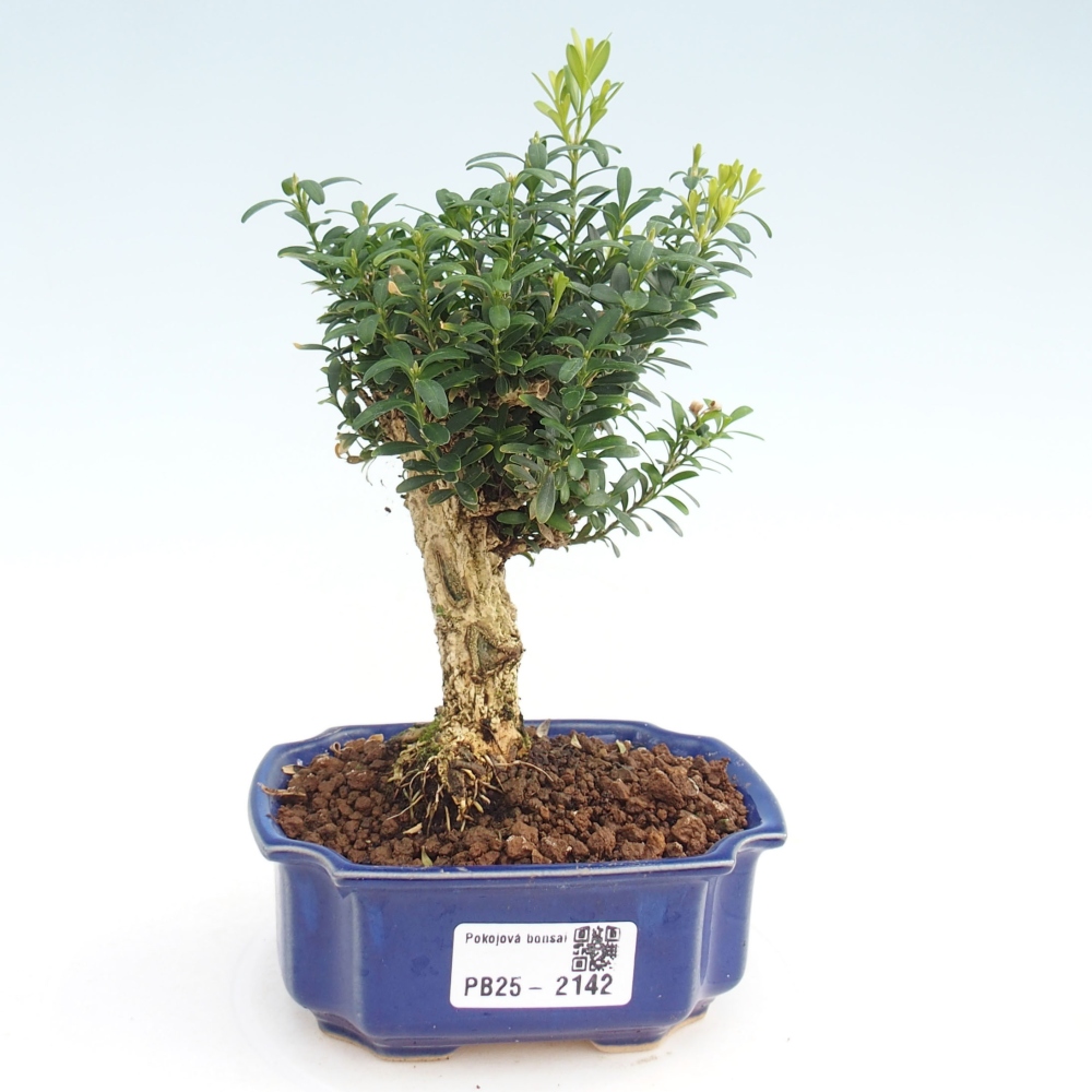 Zimmerbonsai - Buxus harlandii - Korkbuchsbaum