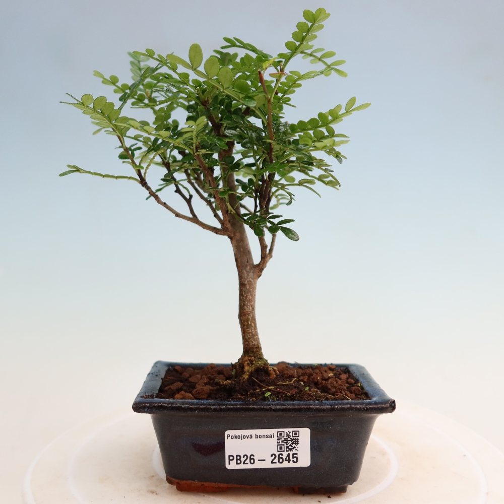 Zimmer Bonsai - Zantoxylum piperitum - Pfefferbaum