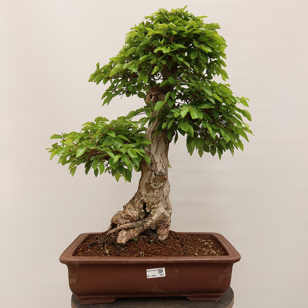 Bonsai im Freien - Carpinus Coreana - Koreanische Hainbuche