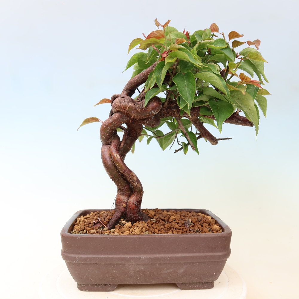 Bonsai für den Außenbereich – Japanischer Aprikosenbaum – Prunus Mume