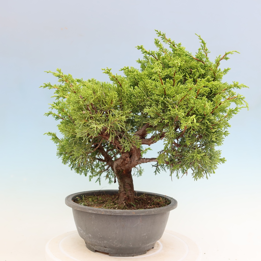 Bonsai für draußen - Juniperus chinensis Itoigawa-Juniperus chinensis