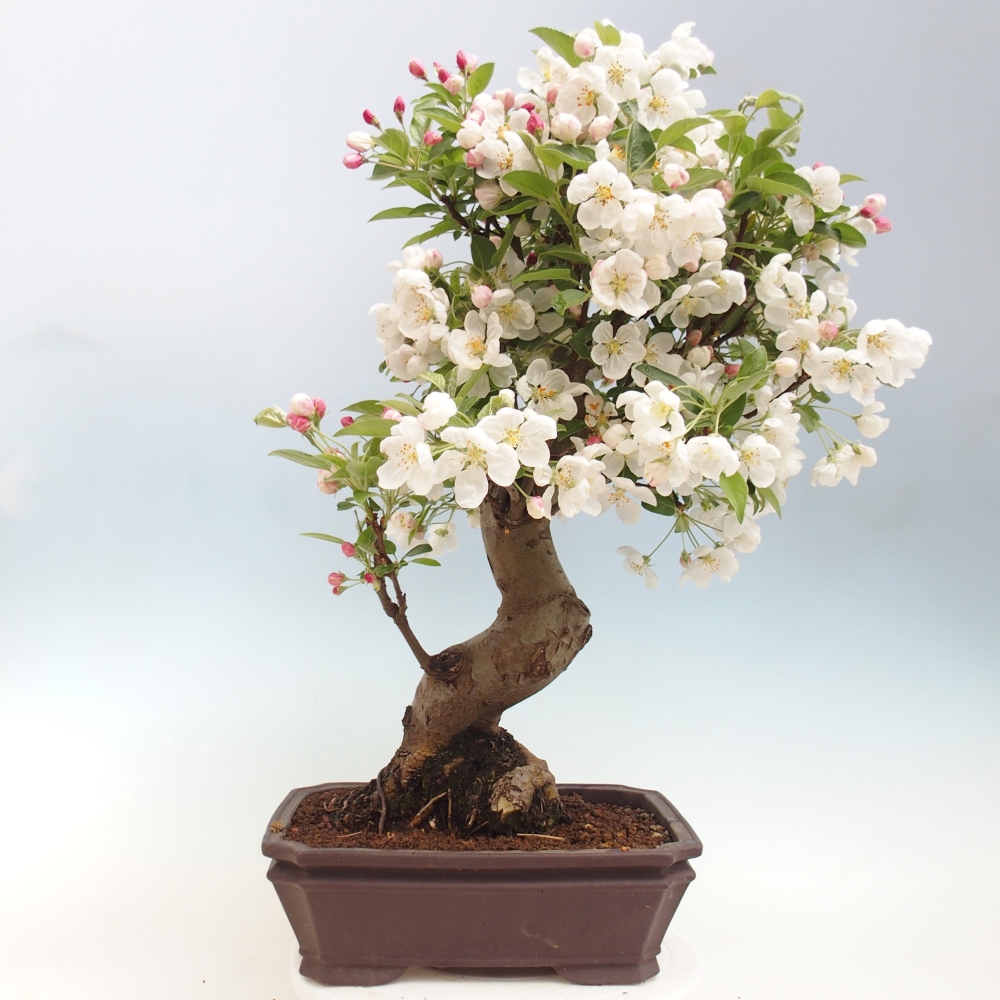 Outdoor-Bonsai -Malus halliana - Kleinfrüchtiger Apfelbaum
