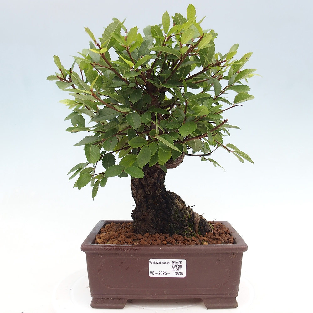 Bonsai im Freien - Zelkova - Zelkova serrata