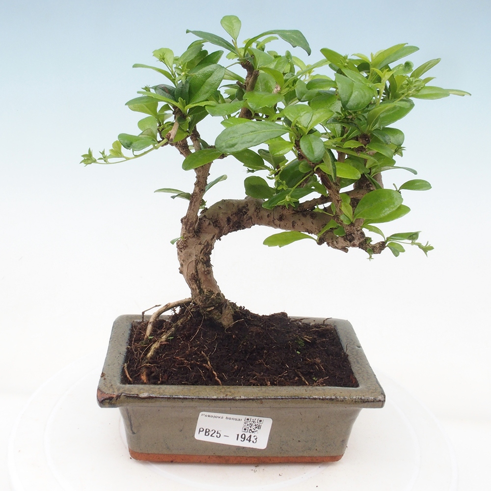 Zimmerbonsai - Carmona Macrophylla - Fuki-Tee