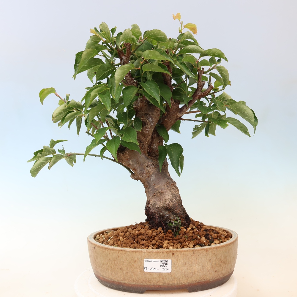 Bonsai für den Außenbereich – Japanischer Aprikosenbaum – Prunus Mume