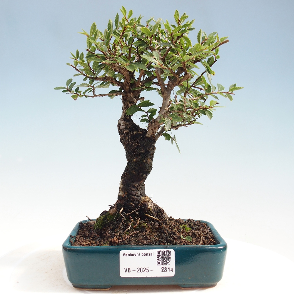 Bonsai im Freien - Zelkova - Zelkova NIRE