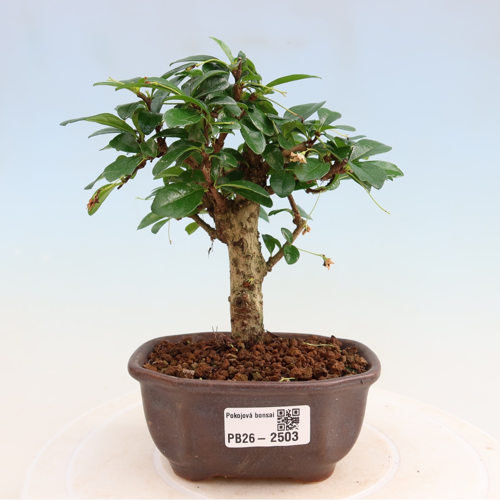 Zimmer-Bonsai - Carmona macrophylla - Tee-Fuki