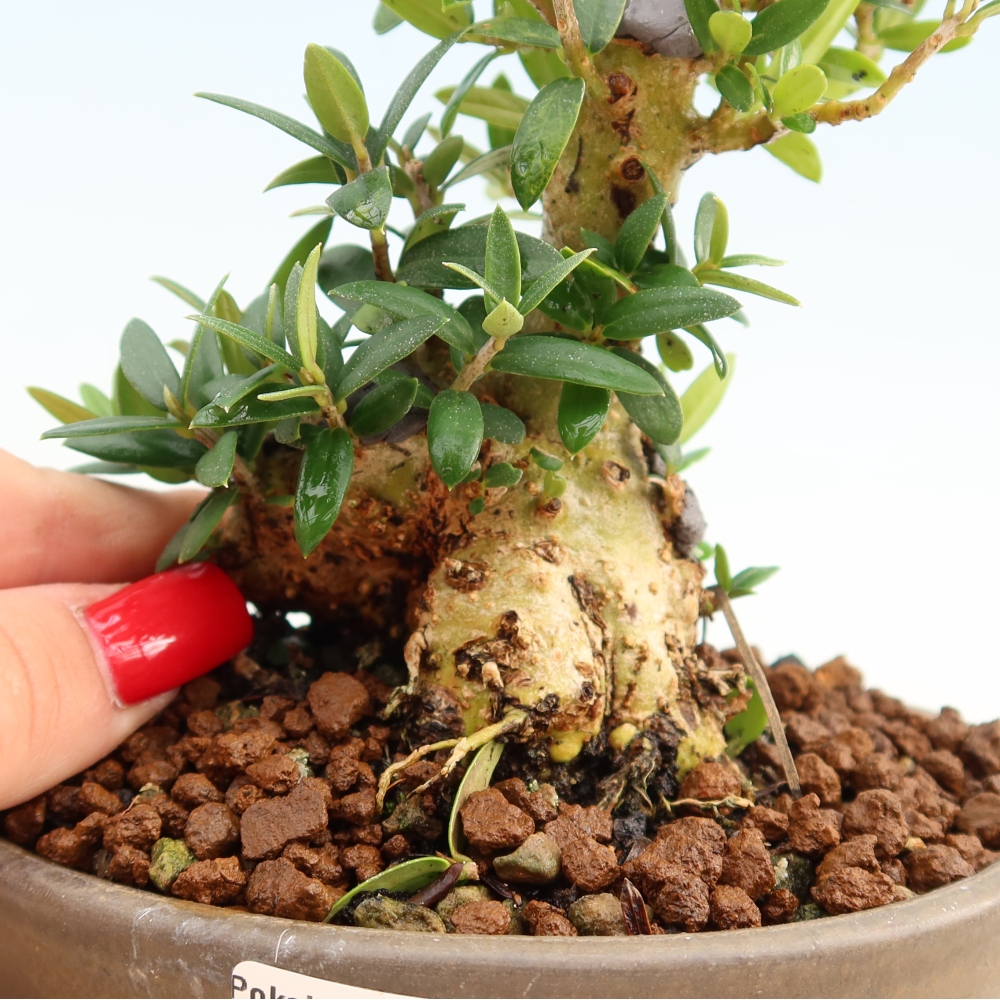 Zimmerbonsai - Olea europaea sylvestris
