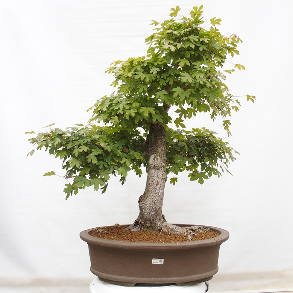 Bonsai im Freien - Französischer Ahorn - Acer Nonspessulanum