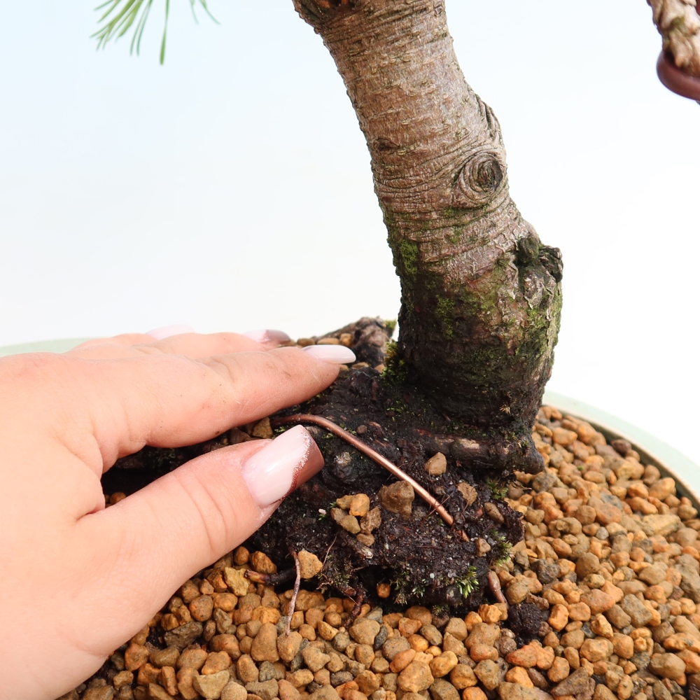 Bonsai für den Außenbereich – Pinus mugo Humpy – Zwergkiefer