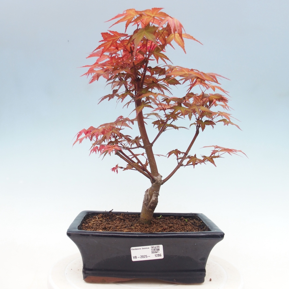 Outdoor bonsai - dlanitolistý klon - Acer palmatum DESHOJO