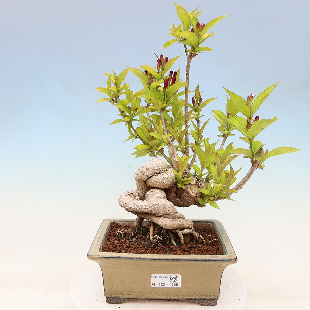 Freiland-Bonsai – Weigela subsessilis – Koreanische Weigela