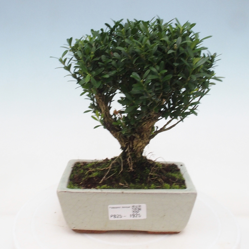 Innenbonsai - Buxus harlandii - Korkbuchsbaum