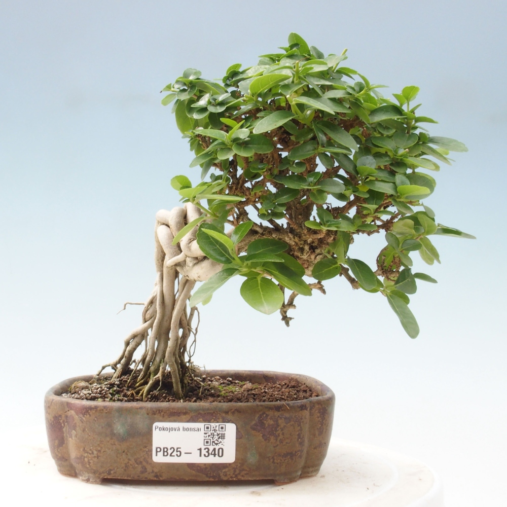 Zimmerbonsai - Premna serratifolia - Kozlovon kleinblättrig