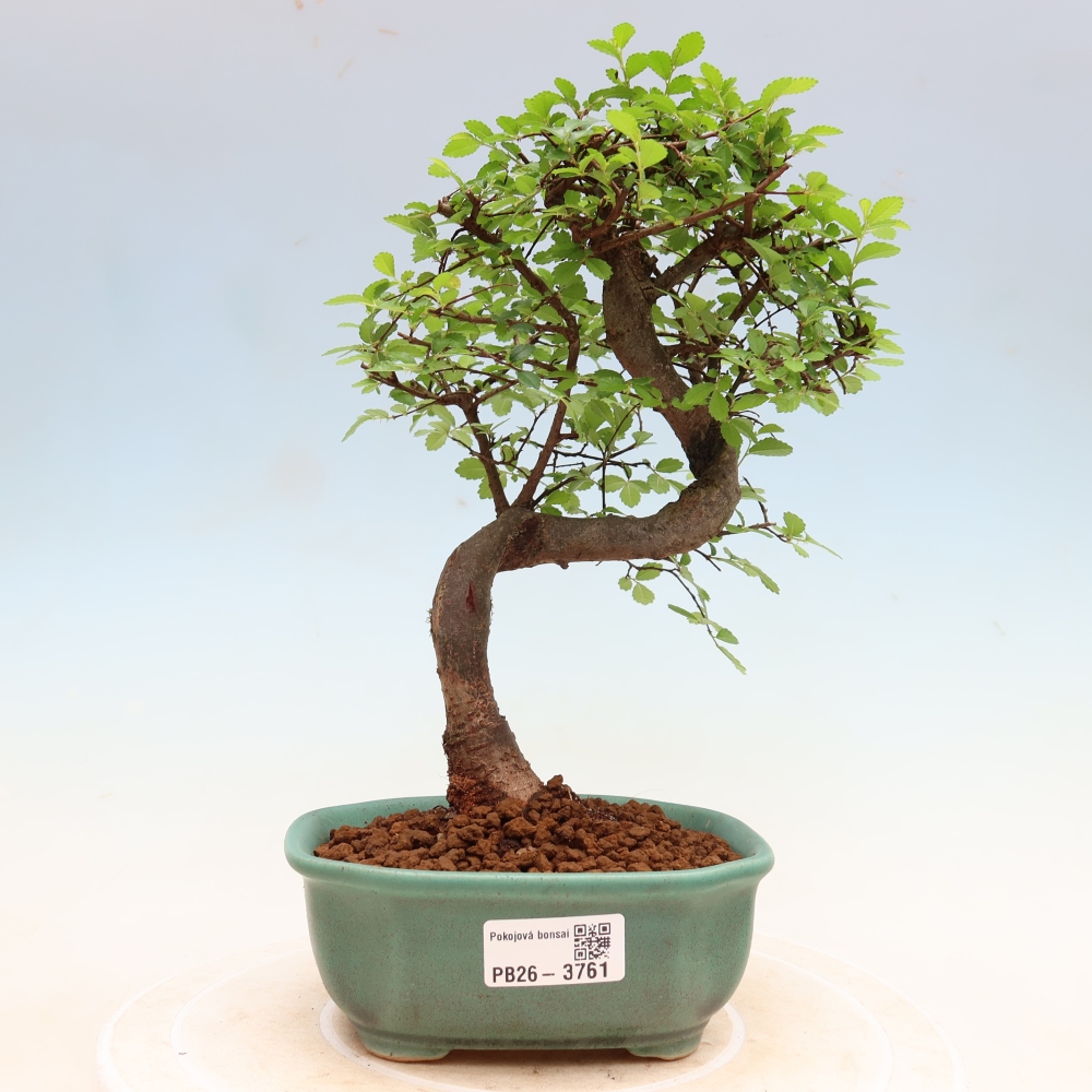 Zimmerbonsai - Ulmus parvifolia - Kleinblättrige Ulme