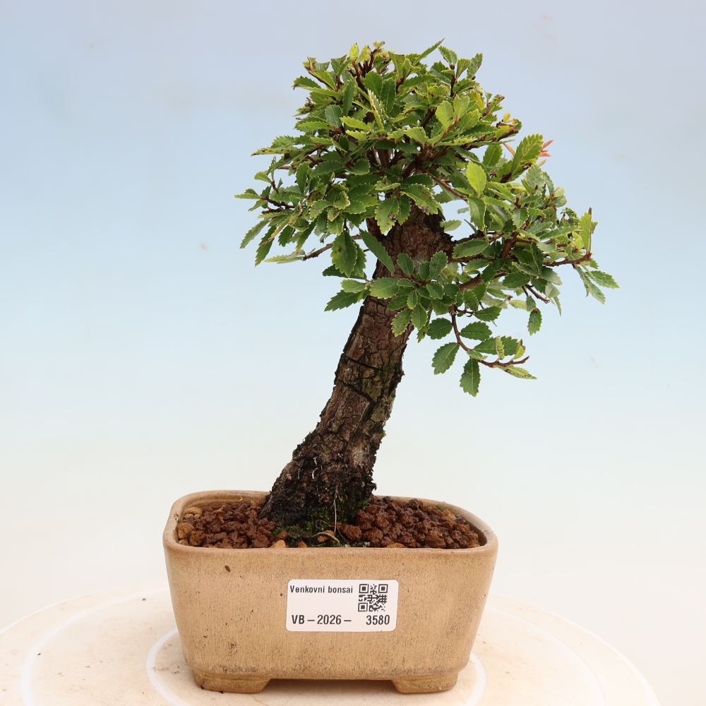 Bonsai für draußen - Zelkova - Zelkova NIRE