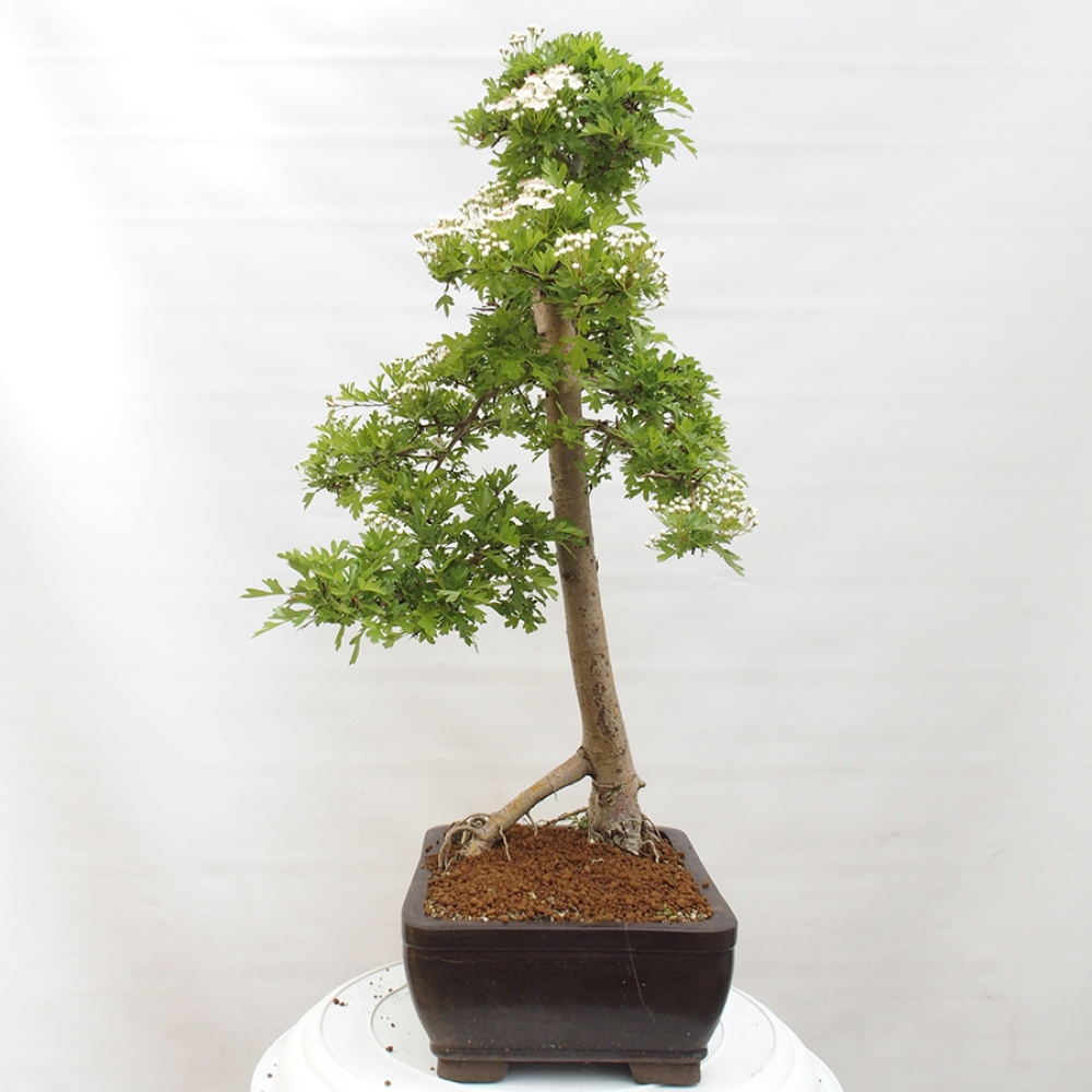 Bonsai im Freien - Weißdorn - Crataegus monogyna