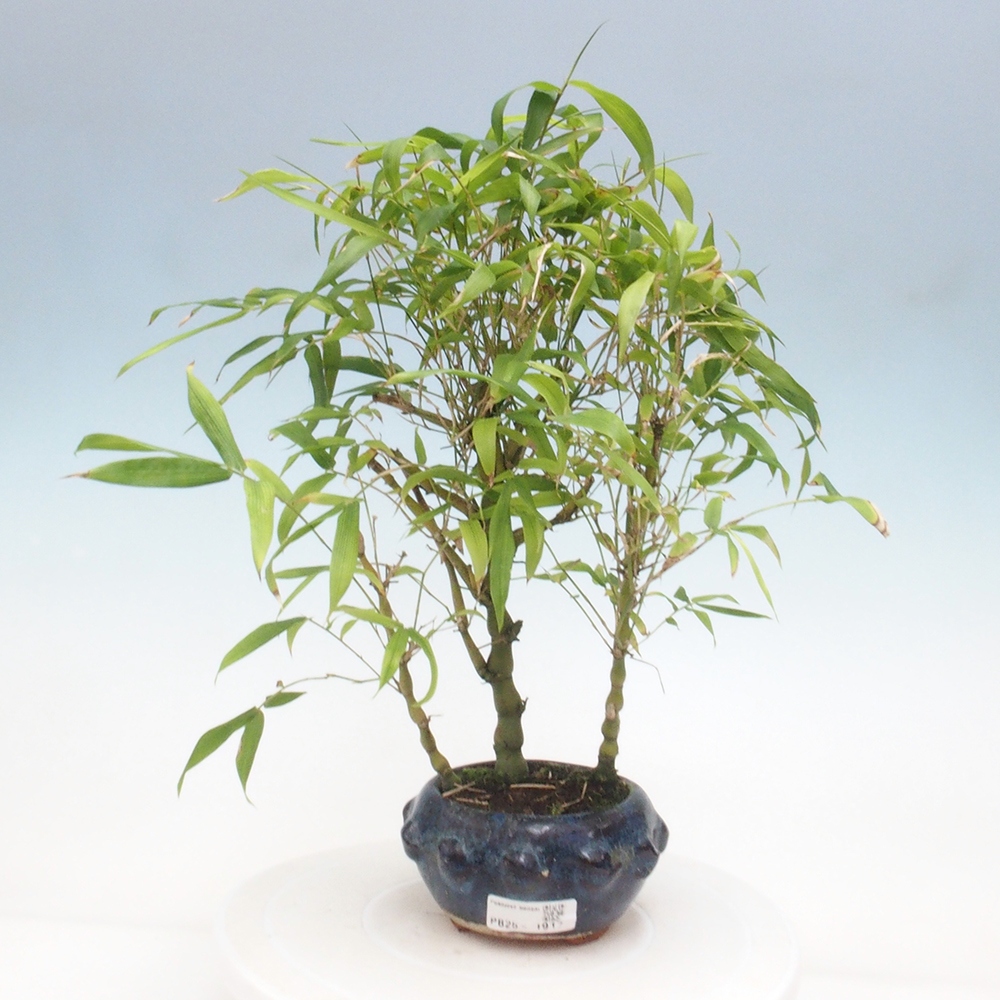 Zimmerbonsai - Bambus-Buddha-Bambus-Buddha-Bauch