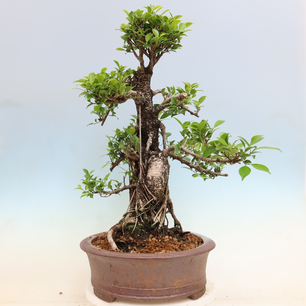 Zimmerbonsai - Ficus kimmen - Kleinblättriger Ficus