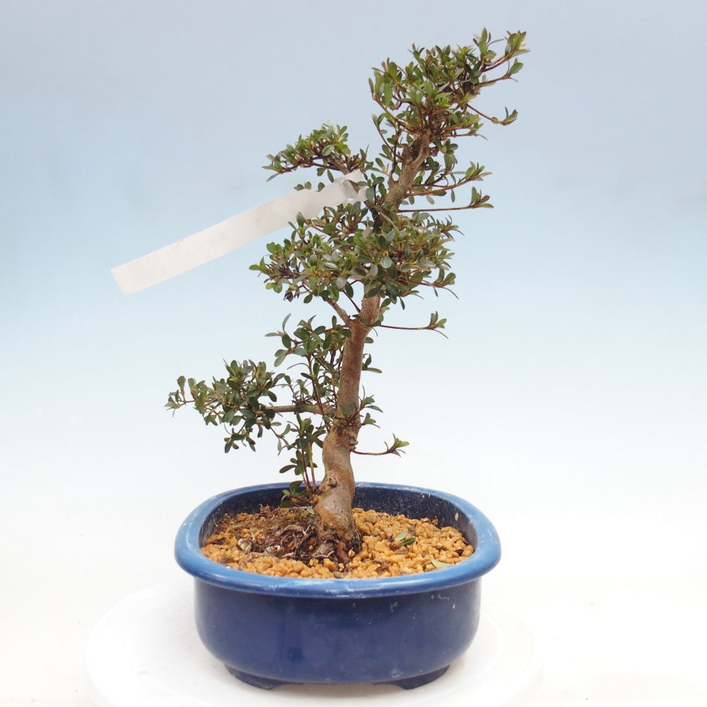 Bonsai für draußen - Japanische Azalee - Azalee Misaki