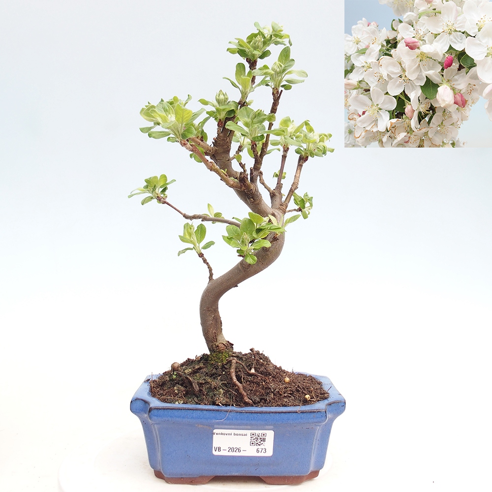 Outdoor-Bonsai -Malus halliana - Kleinfrüchtiger Apfelbaum